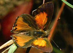 eltham-copper-butterfly